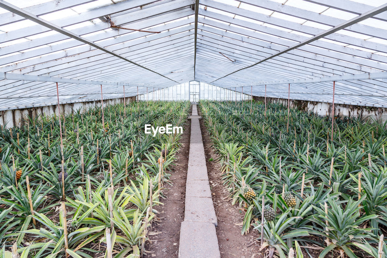 Plants growing in greenhouse