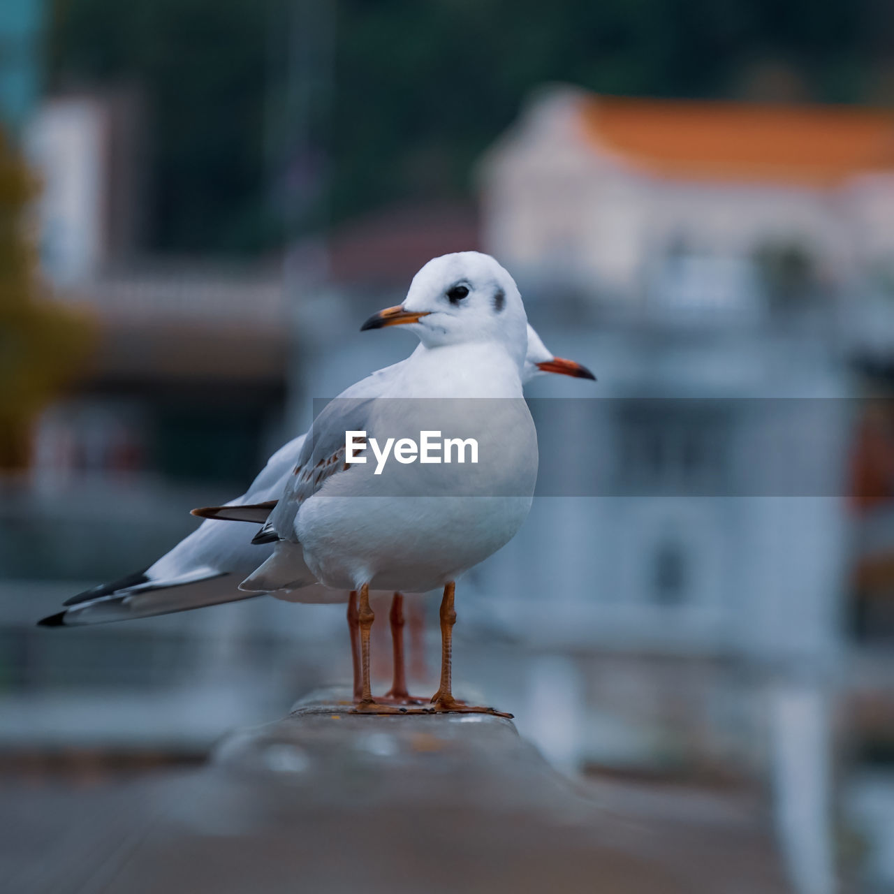 close-up of seagull perching outdoors