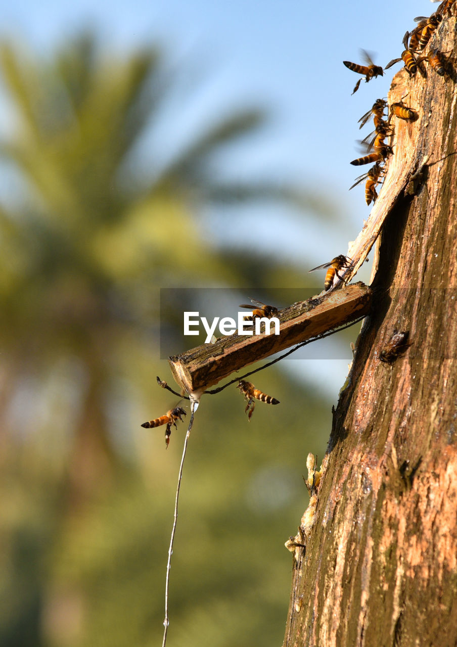 nature, animal, animal themes, animal wildlife, branch, leaf, tree, wildlife, close-up, plant, macro photography, one animal, insect, no people, focus on foreground, autumn, outdoors, tree trunk, trunk, flower, day, wood, land, animal body part