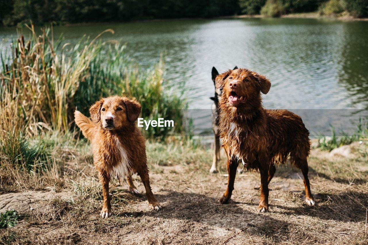 PORTRAIT OF DOG STANDING ON RIVERBANK