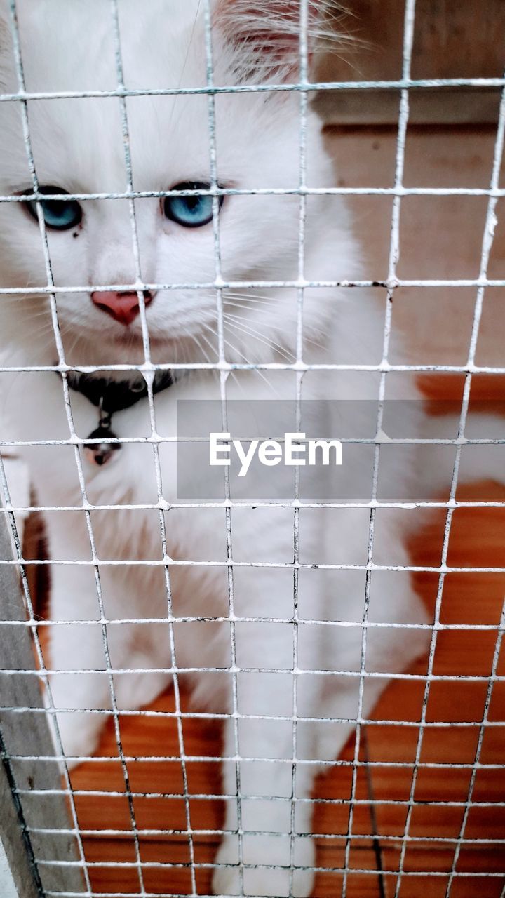 pet, animal, cat, animal themes, mammal, domestic animals, one animal, white, cage, portrait, looking at camera, felidae, no people, feline, domestic cat, trapped, skin, art, animal body part