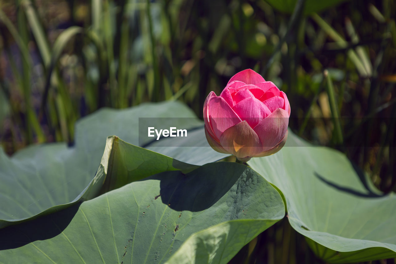 Unopened lotus flower in a bud on a lake in astrakhan