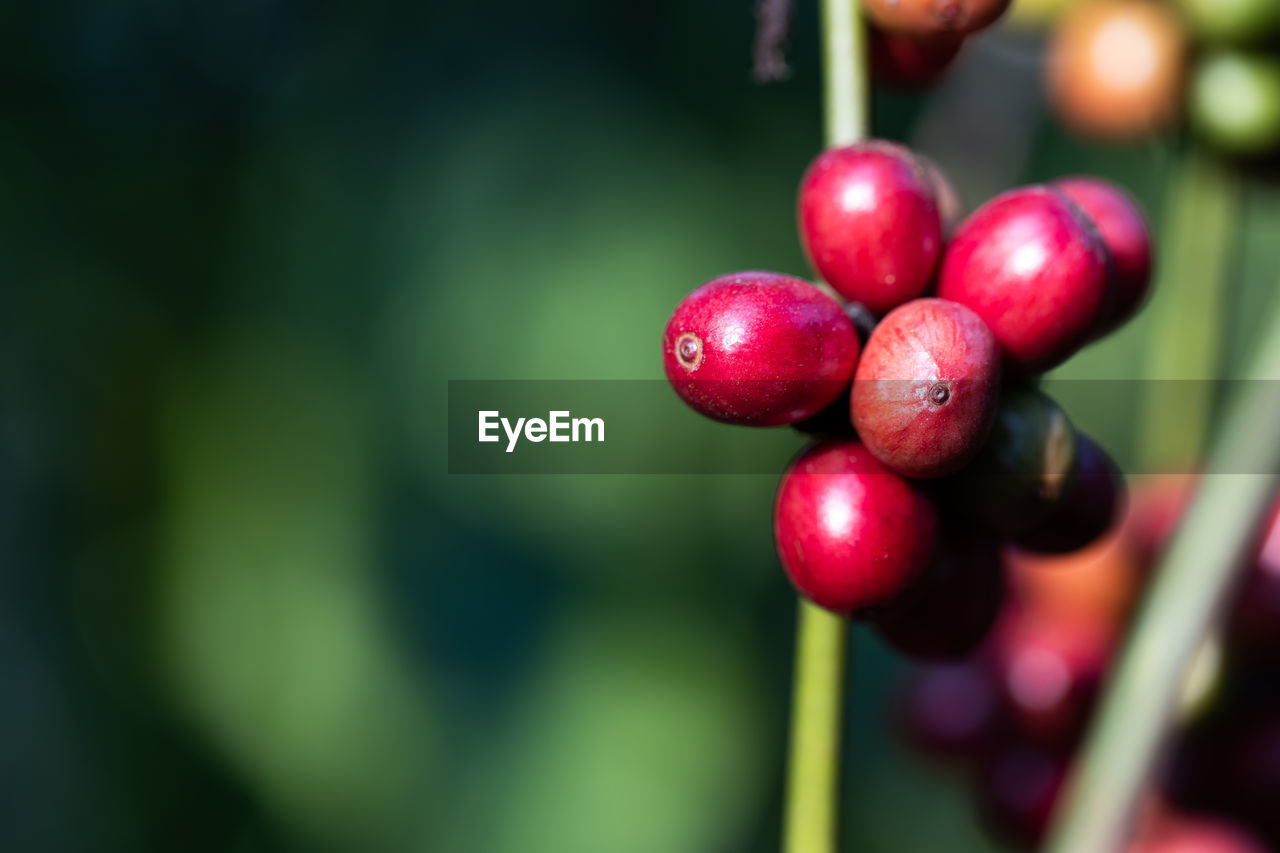 CLOSE-UP OF RED BERRIES