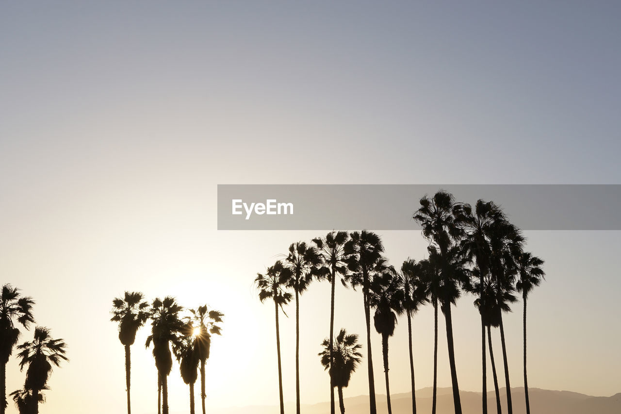 LOW ANGLE VIEW OF SILHOUETTE PALM TREES AGAINST SKY