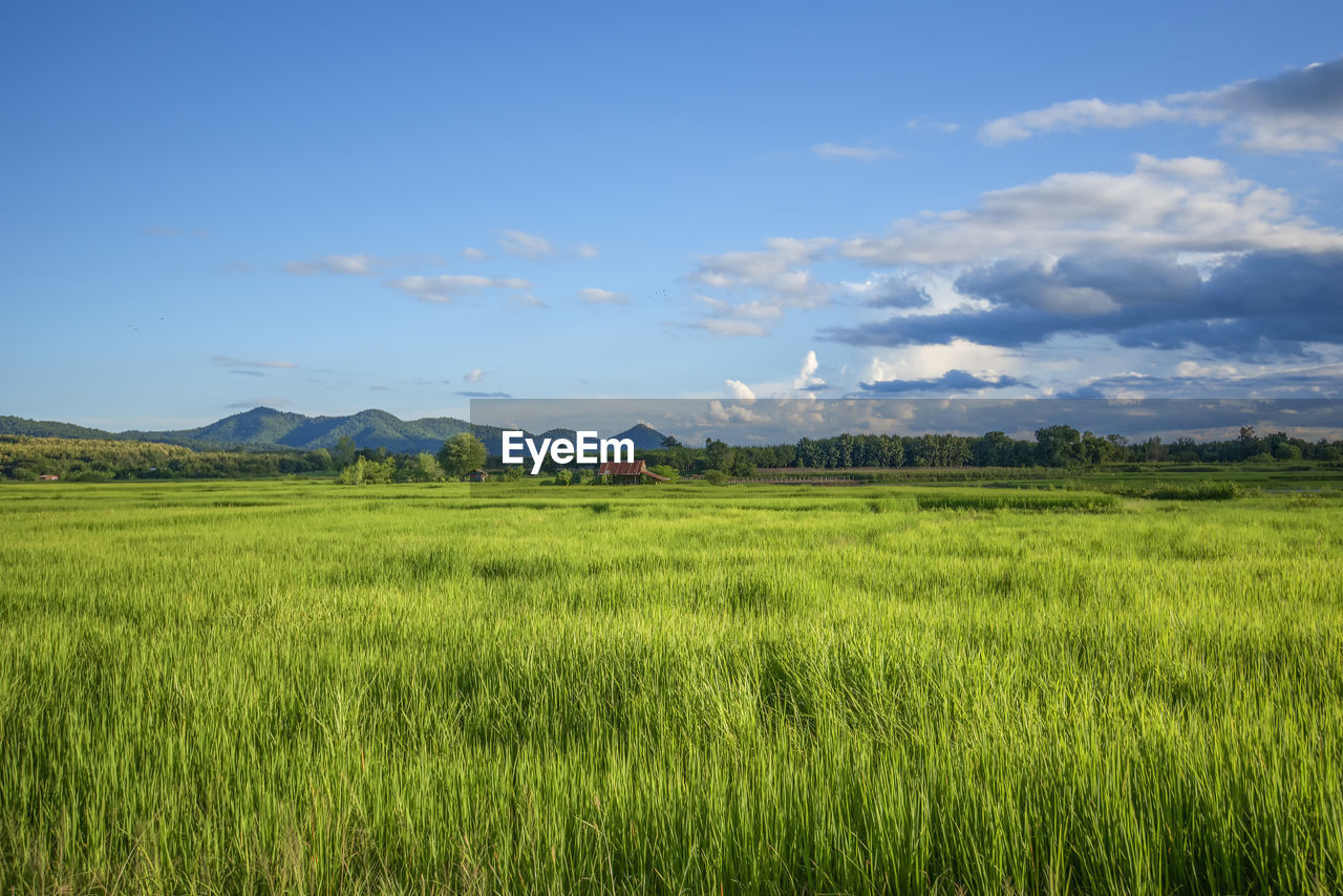 Scenic view of agricultural field against sky