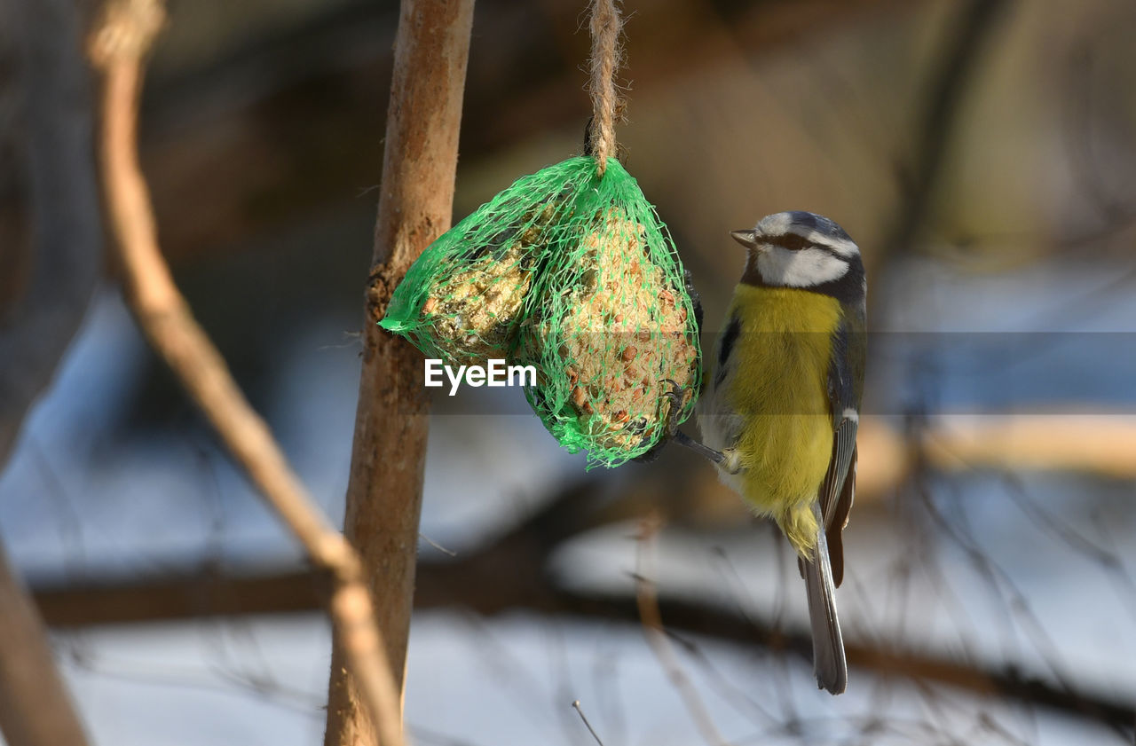 CLOSE-UP OF PARROT PERCHING ON BRANCH