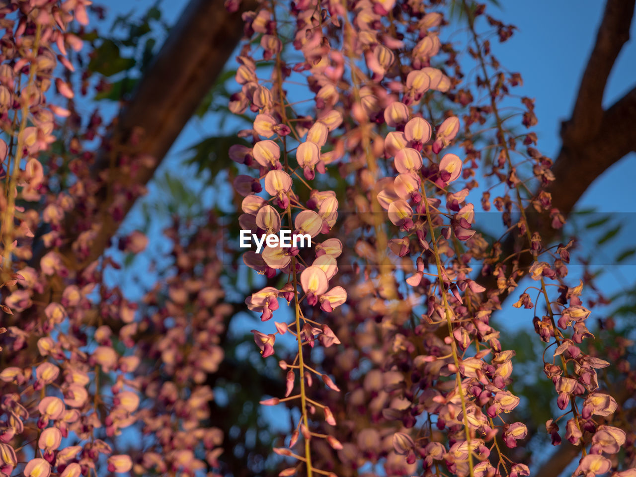 Low angle view of flowering plants on tree