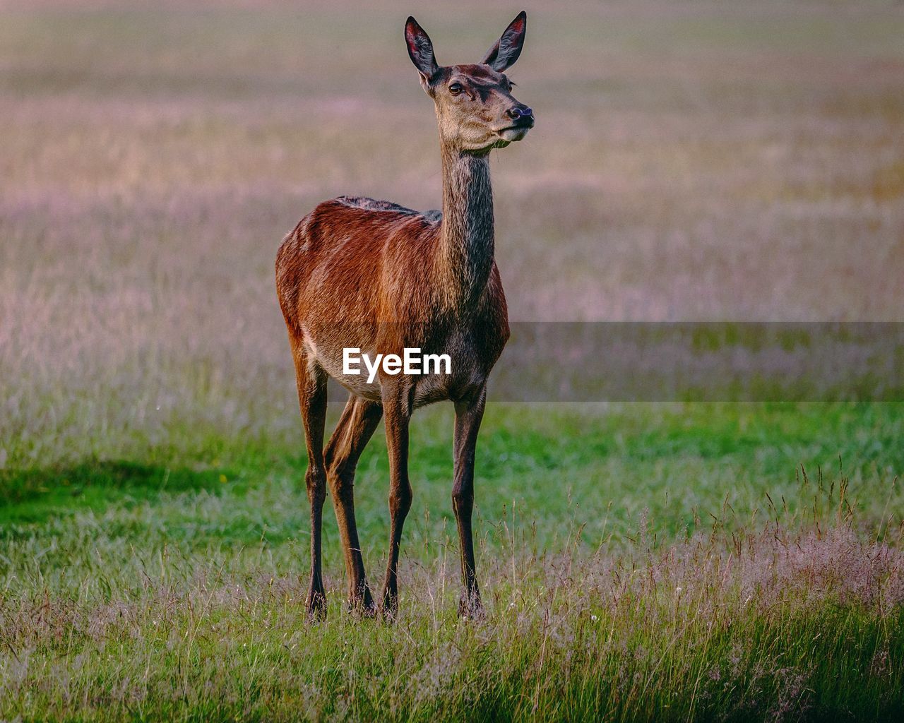 DEER IN A FIELD