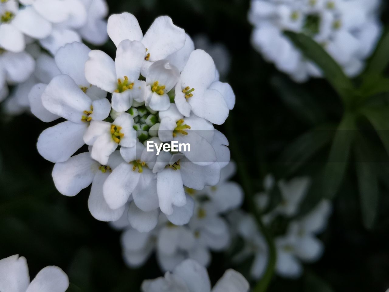 CLOSE-UP OF WHITE FLOWERING PLANT