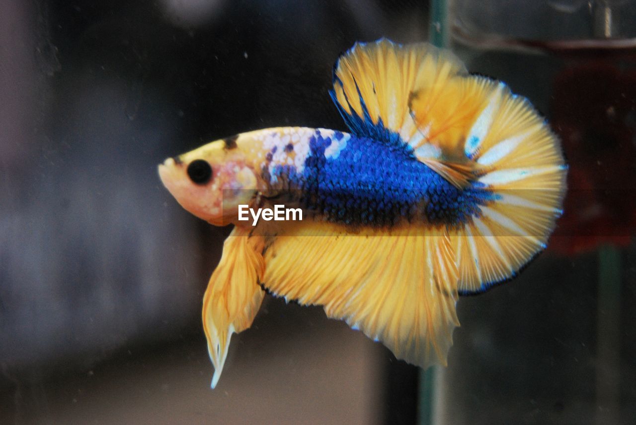 CLOSE-UP OF FISH SWIMMING IN TANK