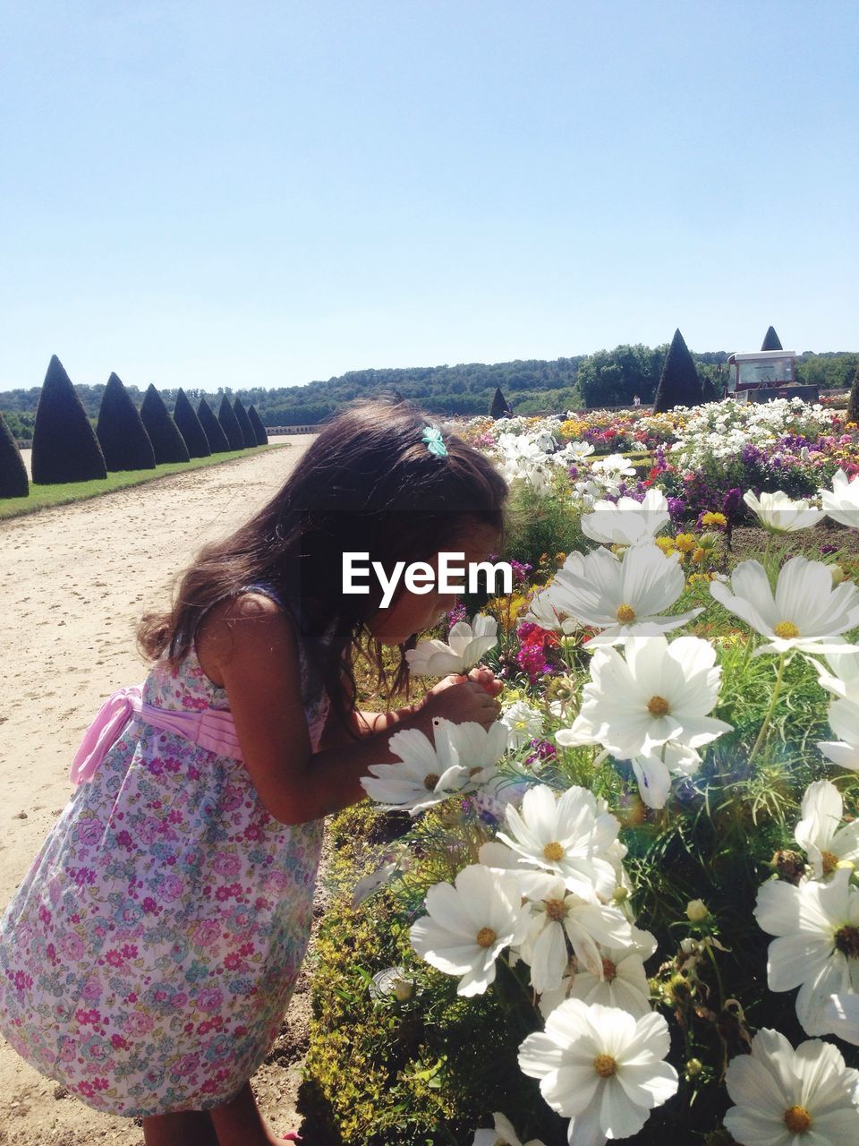Side view of cute girl smelling cosmos flower against clear sky