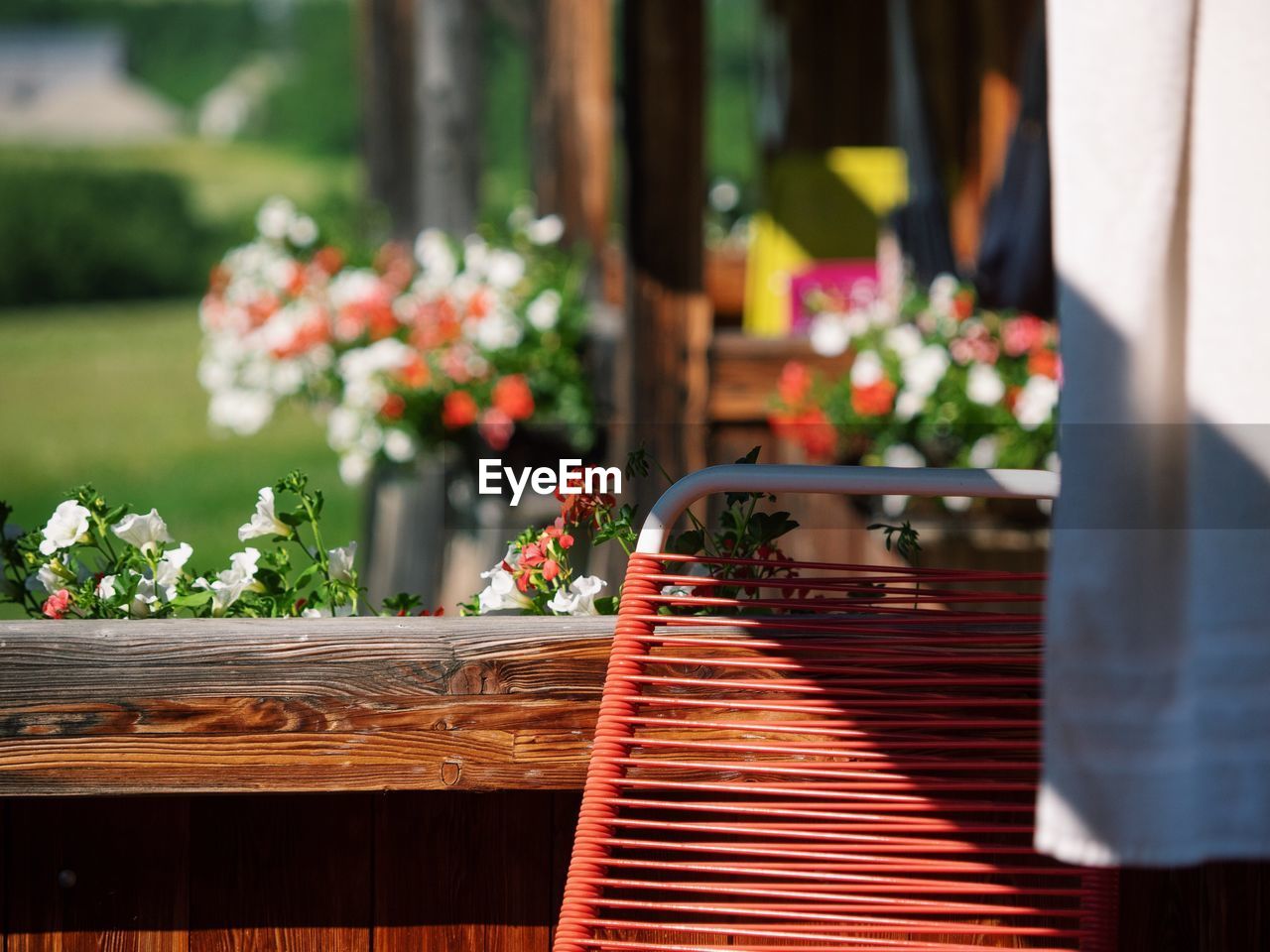 CLOSE-UP OF POTTED PLANTS