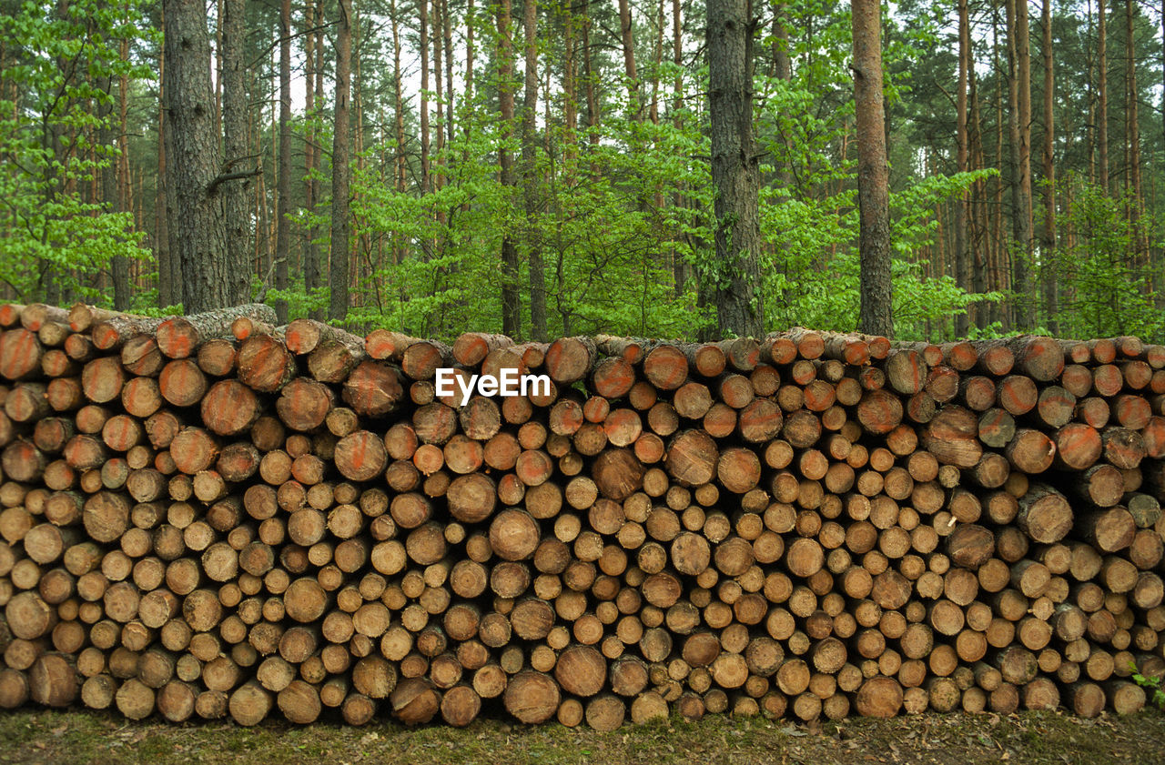 STACK OF LOGS ON TREE TRUNK IN FOREST