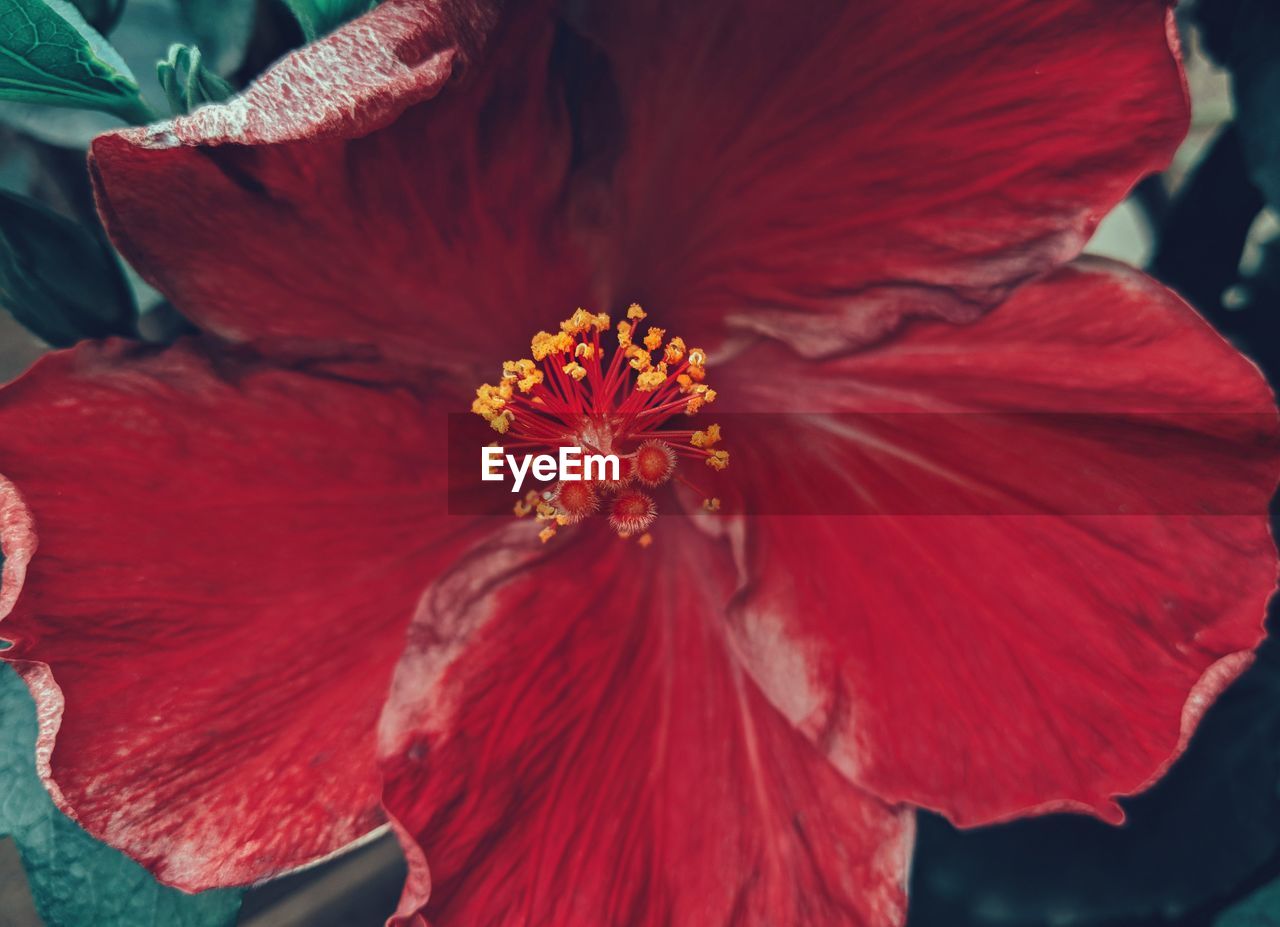 CLOSE-UP OF RED HIBISCUS FLOWER