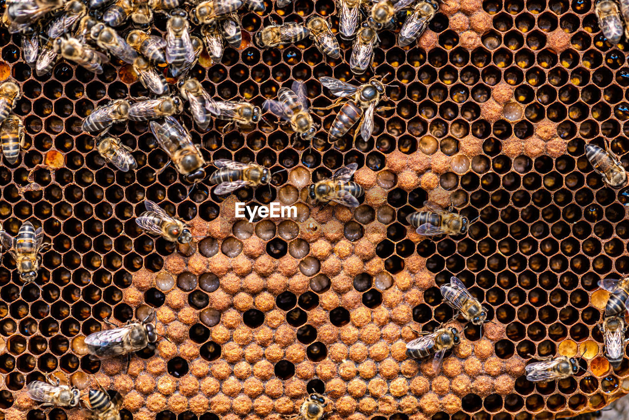 Honey bees in a beehive with honey, visible larvae and queen bee