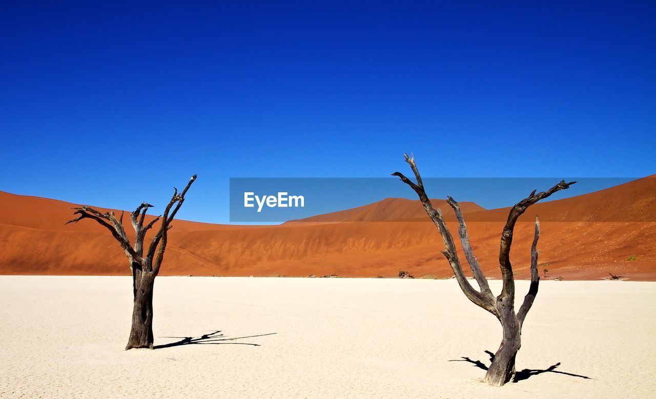 Two dry trees against sand dunes in namibia