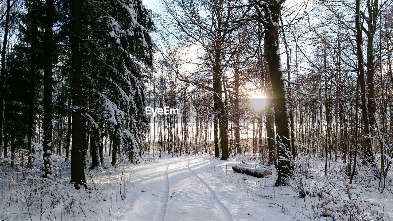 Trees on snow covered landscape