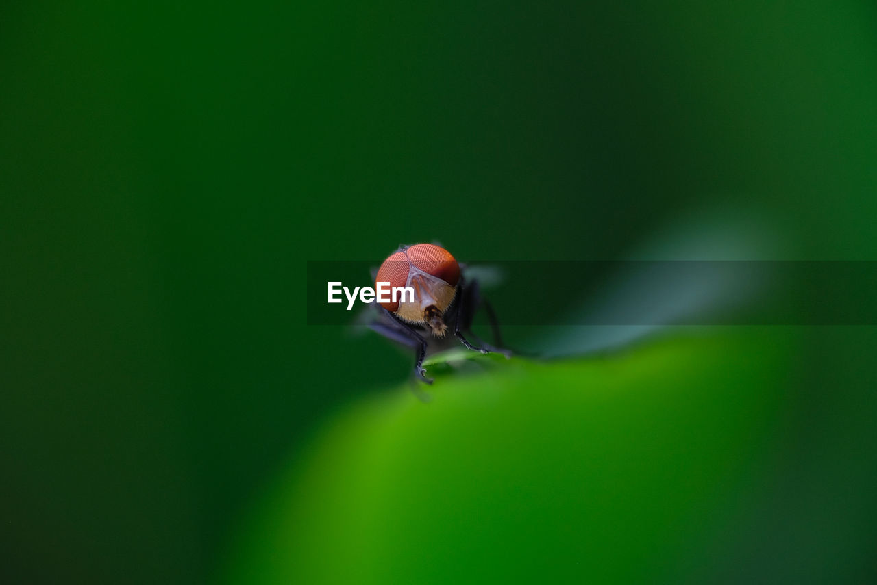 Close-up of fly on leaf