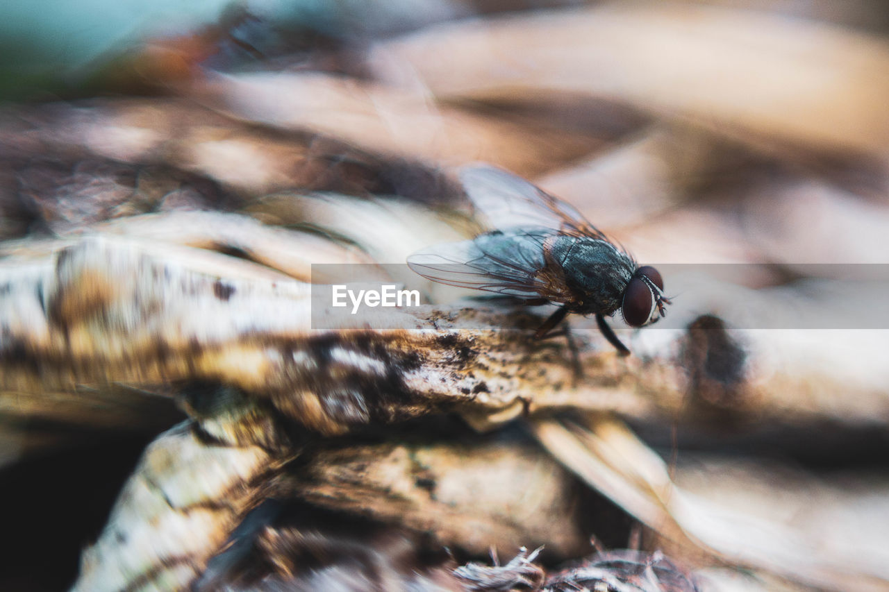 Macro photography of fly on abstract background