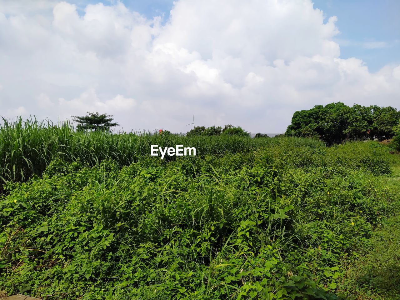 Plants growing on land against sky