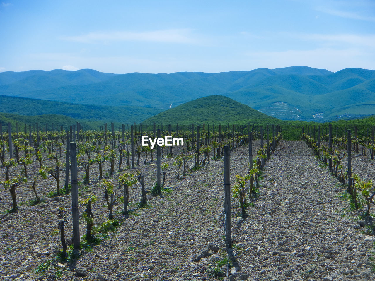 Scenic view of vineyard against sky