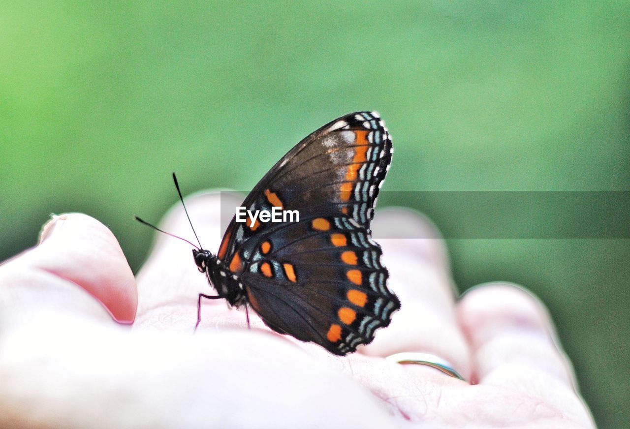 CLOSE-UP OF BUTTERFLY ON FINGER