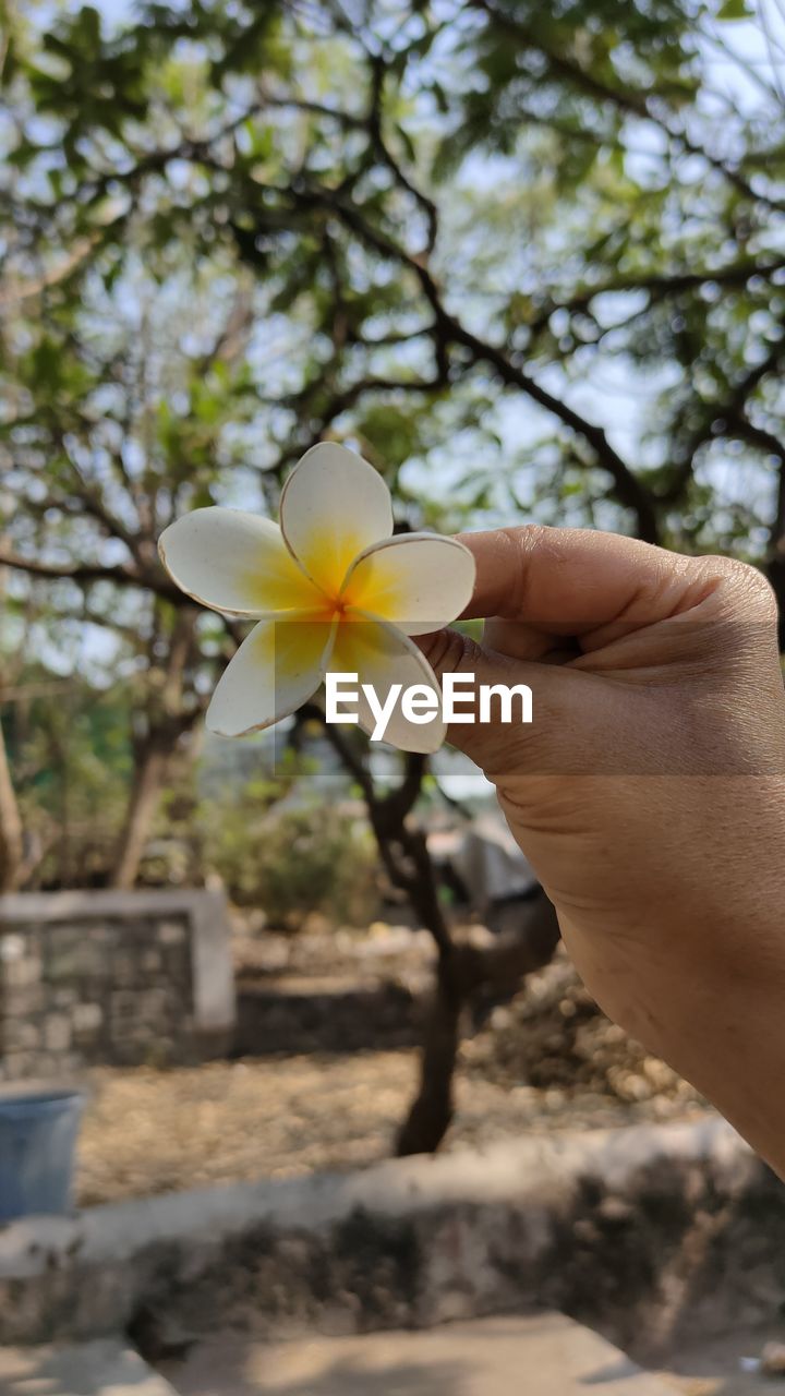 CLOSE-UP OF HAND HOLDING WHITE FLOWER