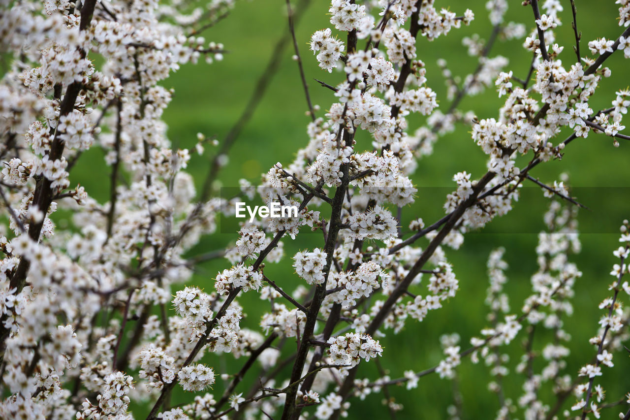 CHERRY BLOSSOMS IN SPRING