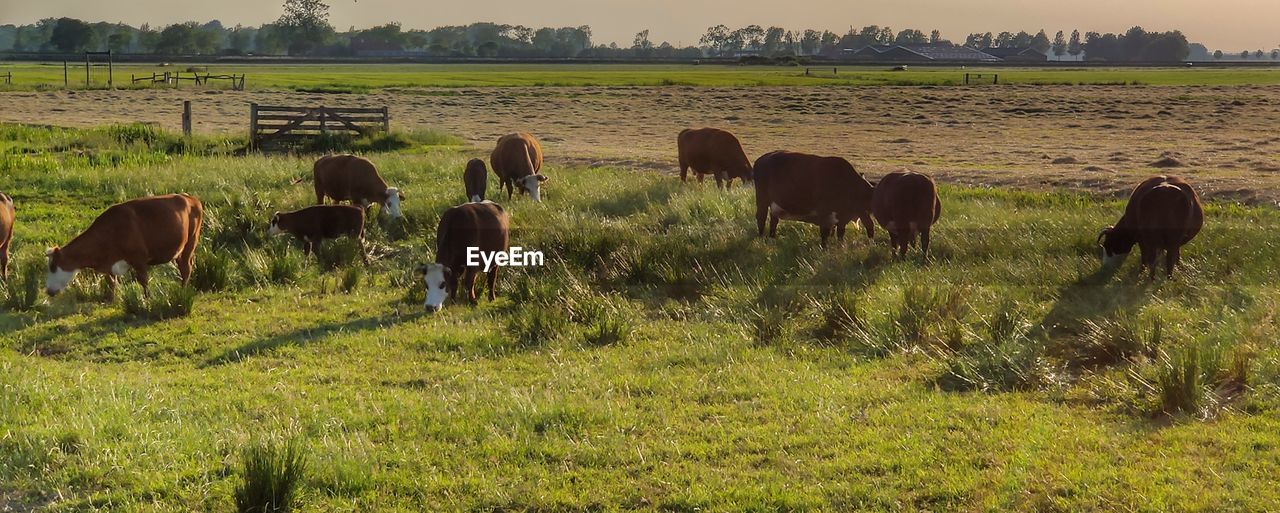 HORSES GRAZING ON FIELD