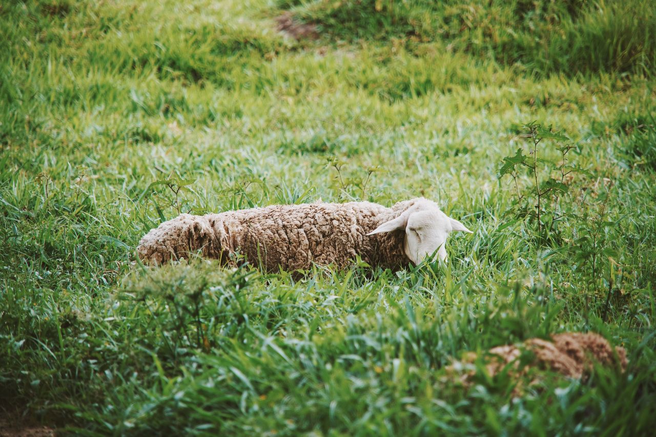 VIEW OF SHEEP ON GRASS