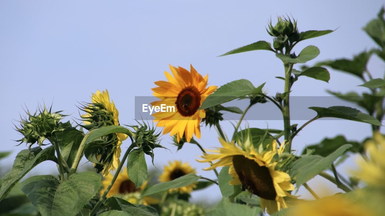 Close-up of yellow flowering sunflower plant against clear sky