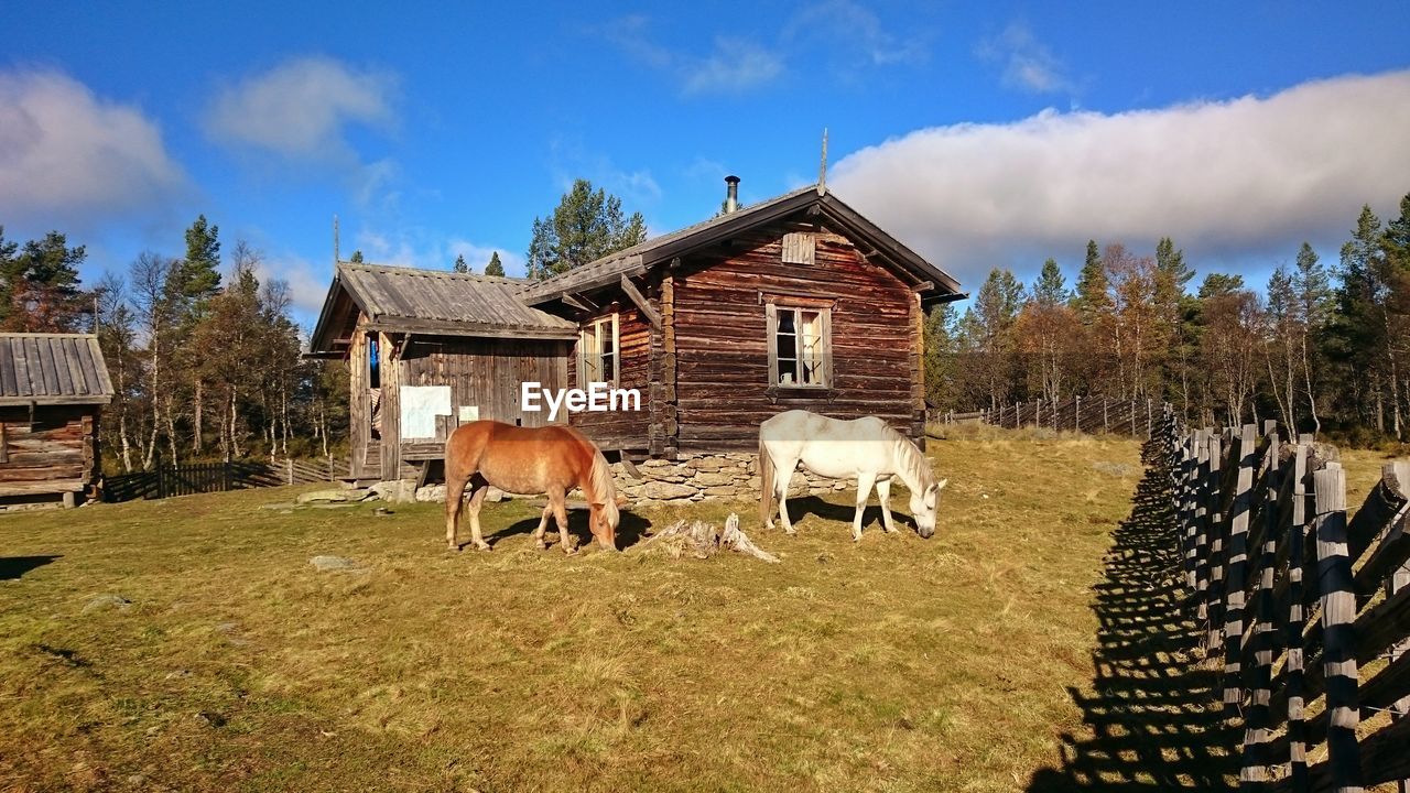 HORSES ON GRASSY FIELD AGAINST HOUSE