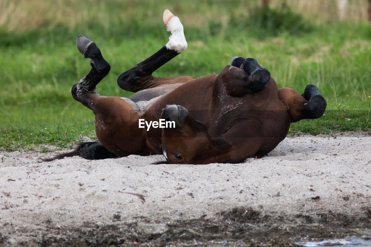 CLOSE-UP OF LYING ON FIELD