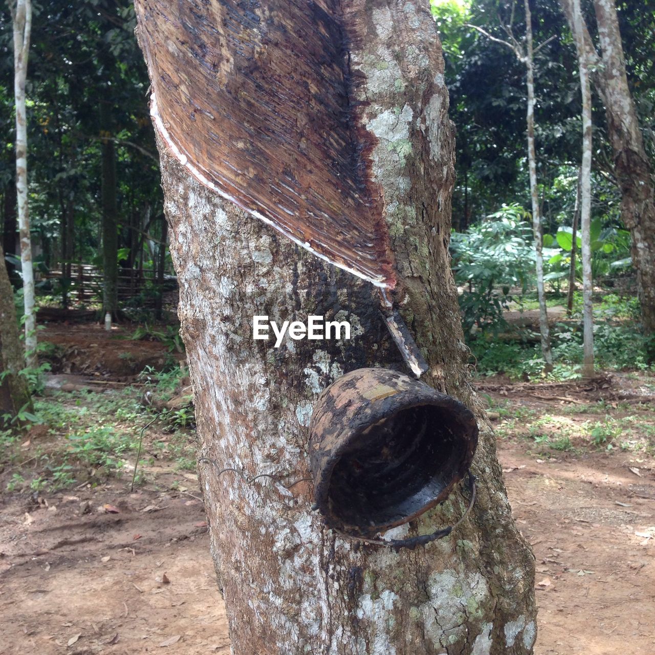 TREE STUMP IN FOREST