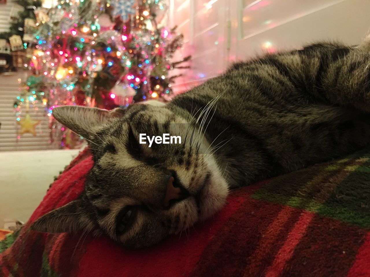 Close-up of cat sleeping on illuminated christmas tree