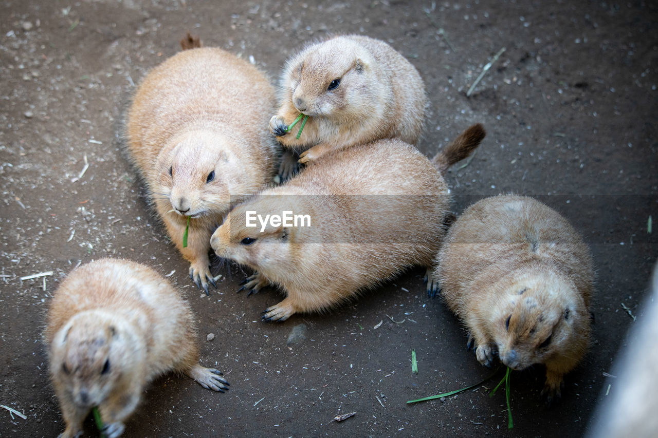 High angle view of prairiedog 