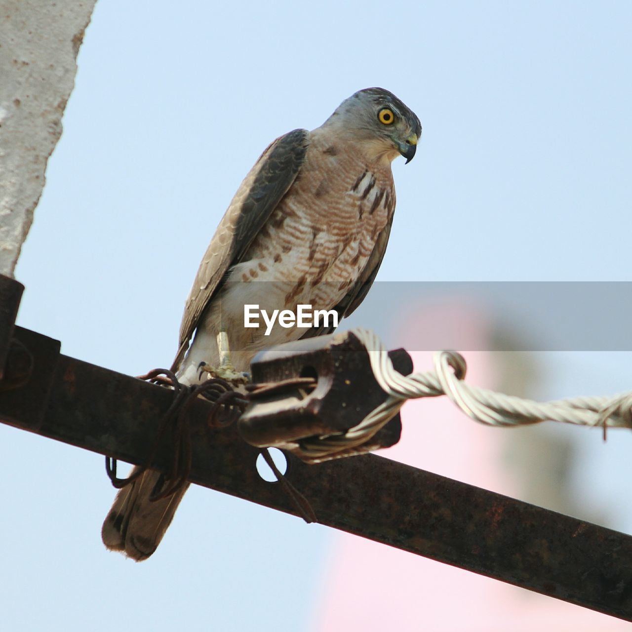 LOW ANGLE VIEW OF OWL PERCHING ON TREE