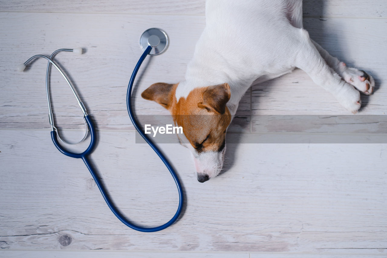 high angle view of dog standing against white background