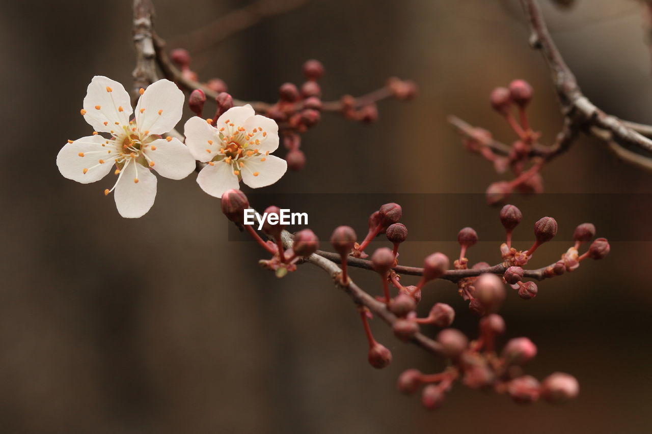 Close-up of pink flowers on branch