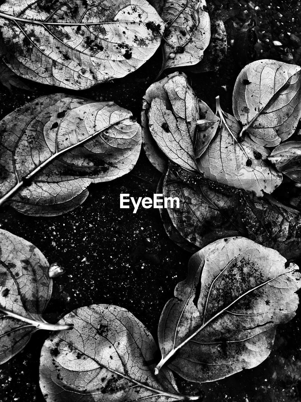 CLOSE-UP OF DRY LEAVES IN WATER