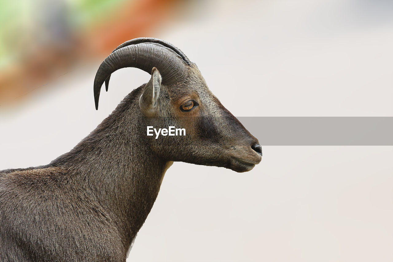 close-up portrait of goat standing against white background