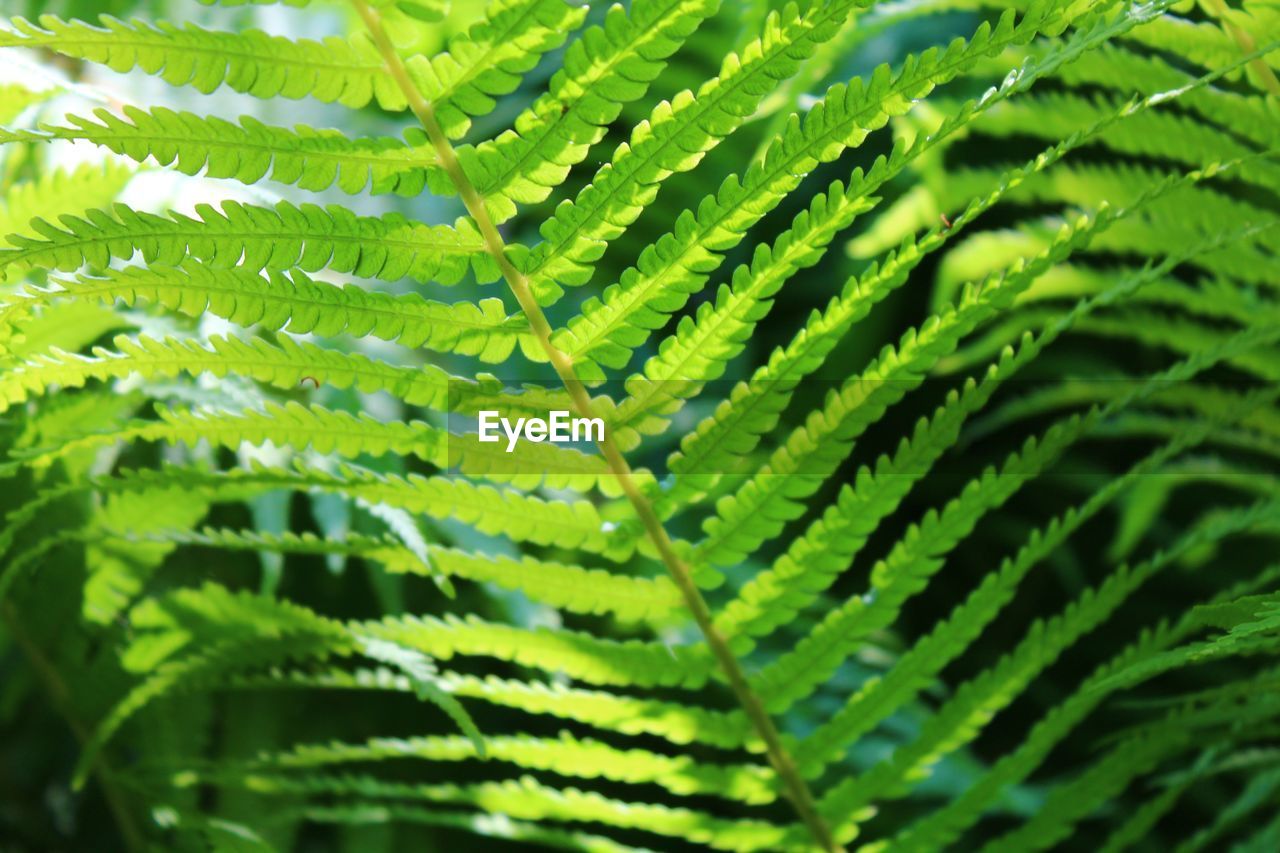 Close-up of fern leaves