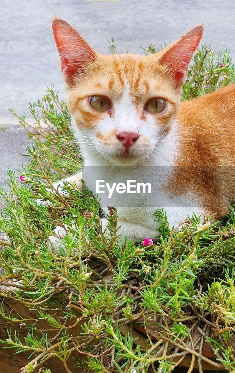 PORTRAIT OF A CAT IN A FIELD