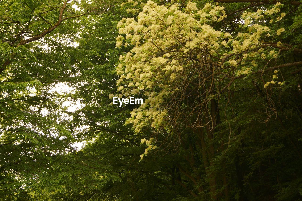 LOW ANGLE VIEW OF LUSH TREES IN FOREST