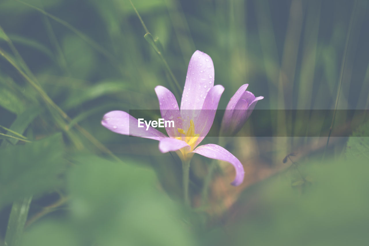 CLOSE-UP OF PURPLE CROCUS