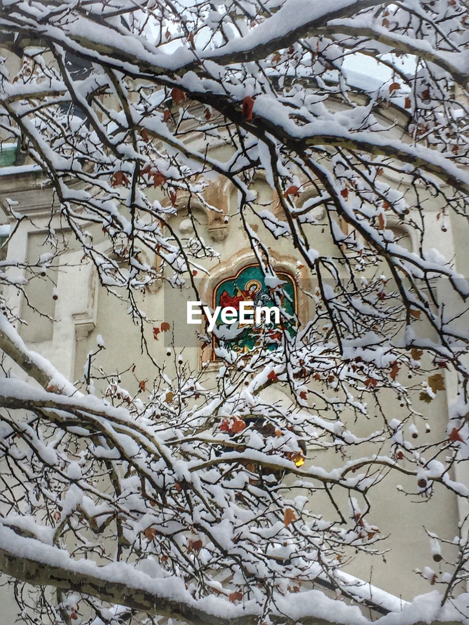 CLOSE-UP OF TREE AGAINST SKY