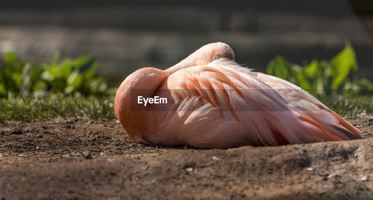 Close-up of flamingo  on field