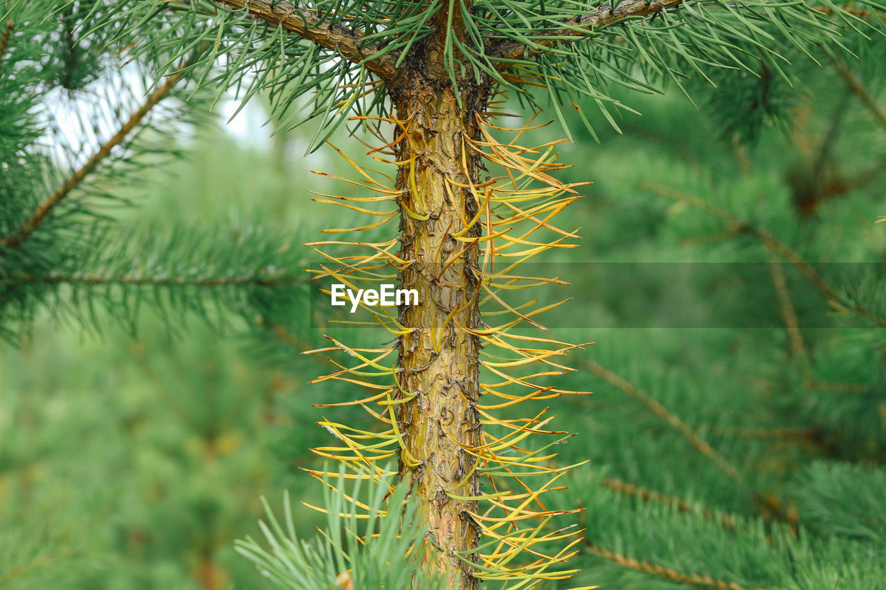 Trunk of a young pine tree with yellow needles, close up