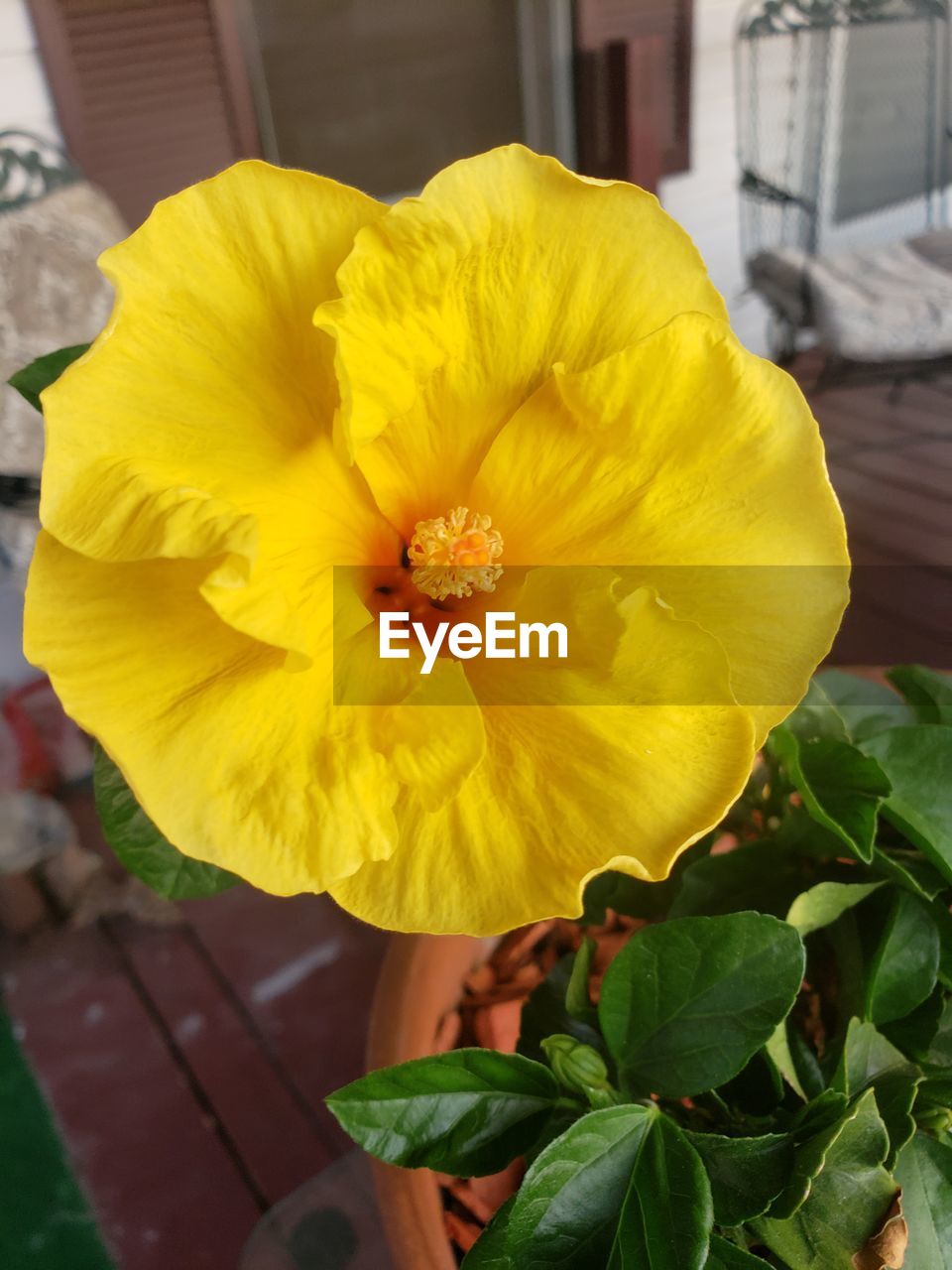 flowering plant, flower, yellow, freshness, plant, beauty in nature, flower head, close-up, inflorescence, petal, fragility, growth, nature, leaf, plant part, focus on foreground, outdoors, no people, hibiscus, vibrant color, springtime, blossom, day, pollen