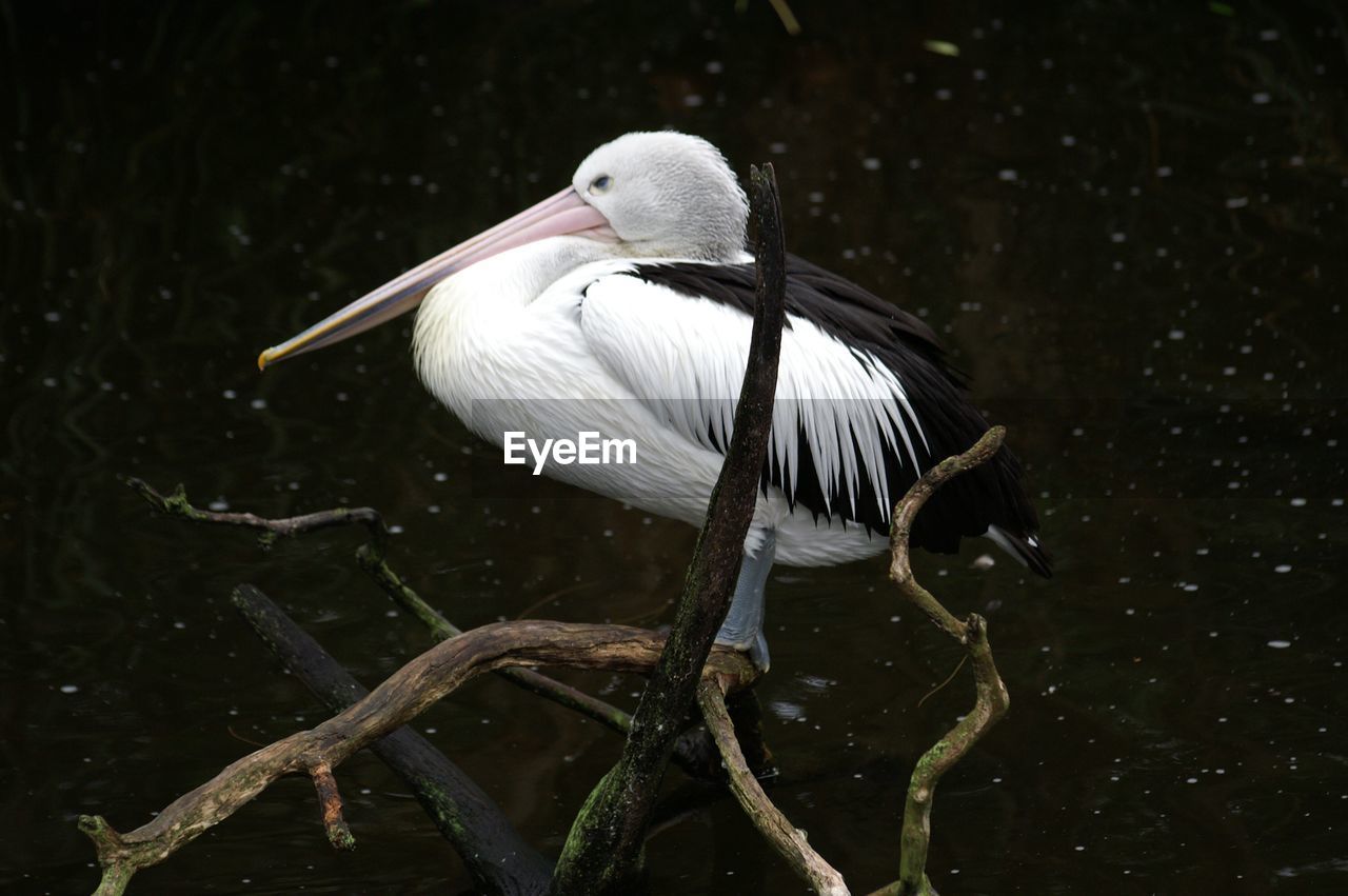 Close-up of pelican perching on branch of tree
